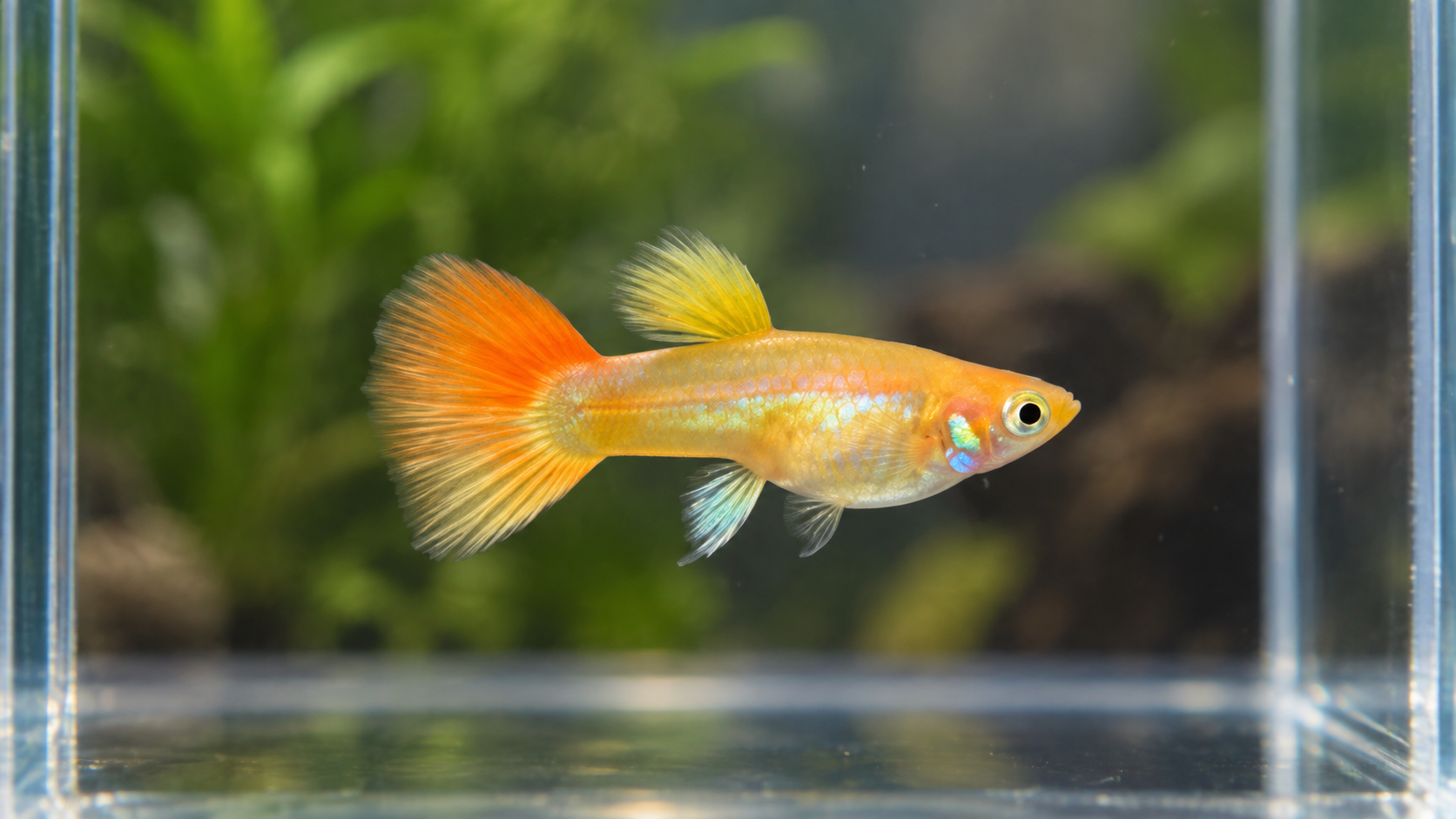 Santa Koi Short Body ตัวเมีย