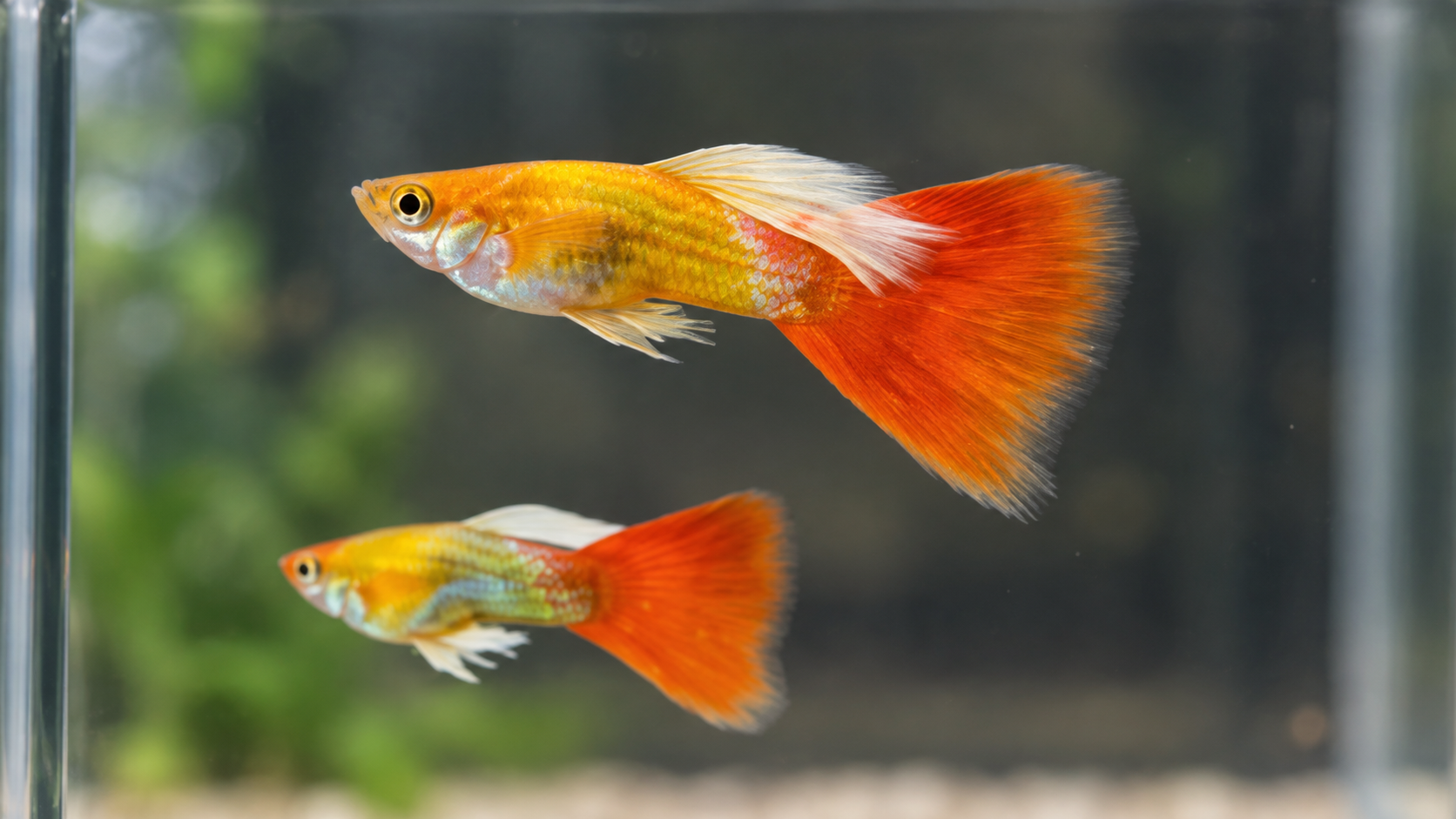 Santa Koi Short Body ตัวผู้