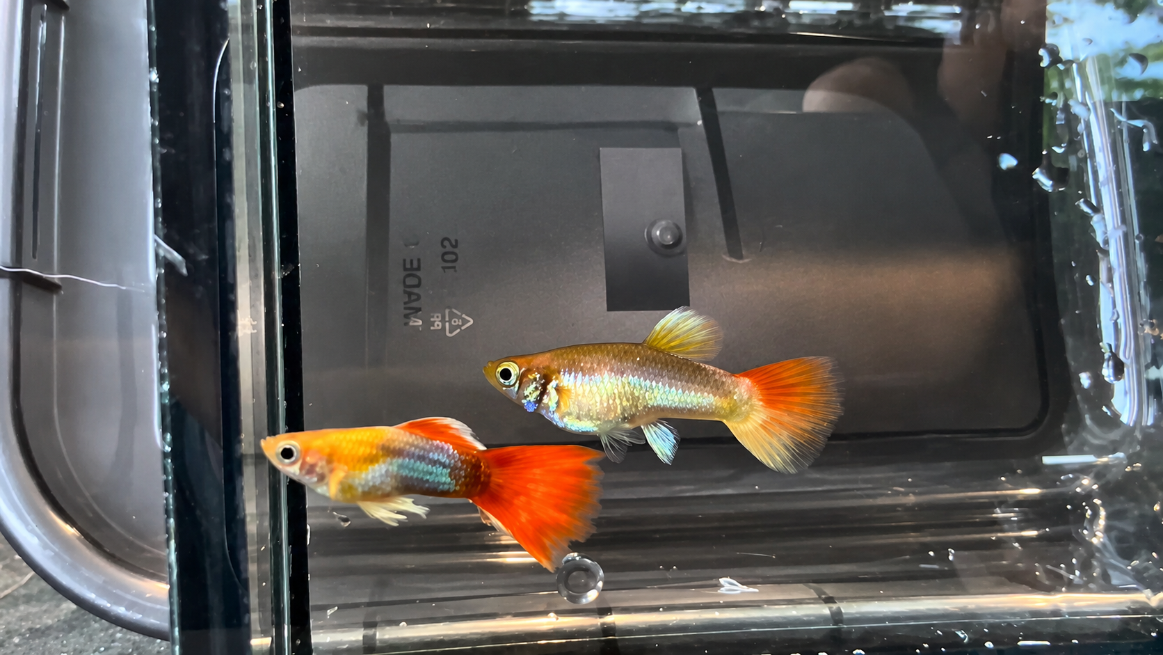 Santa Koi Short Body