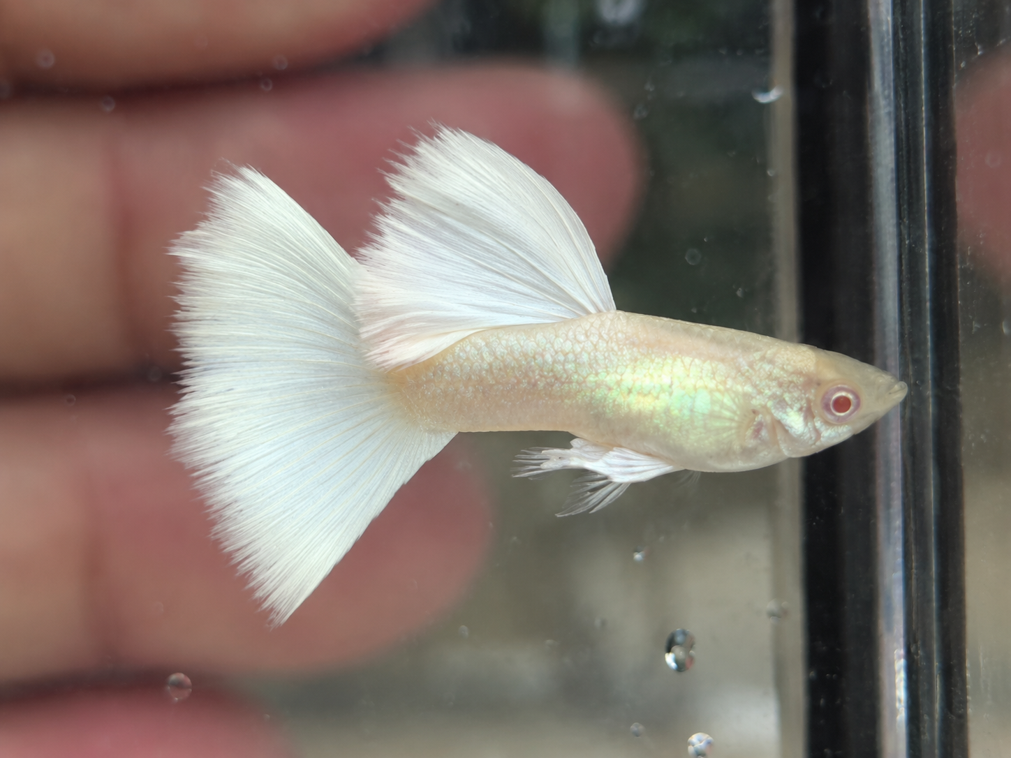Albino Full White