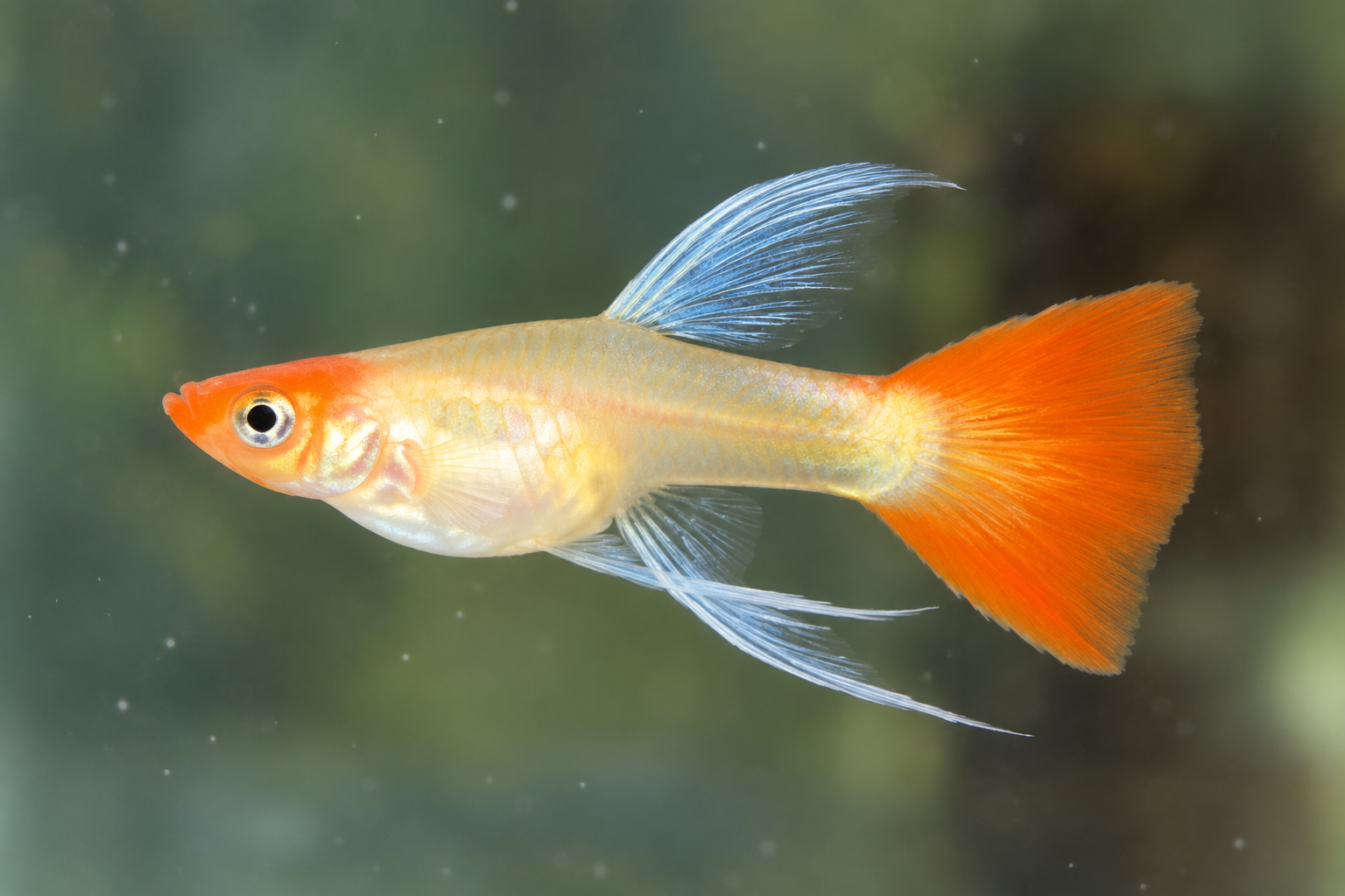 Santa Koi Short Body Ribbon Fin ตัวเมีย