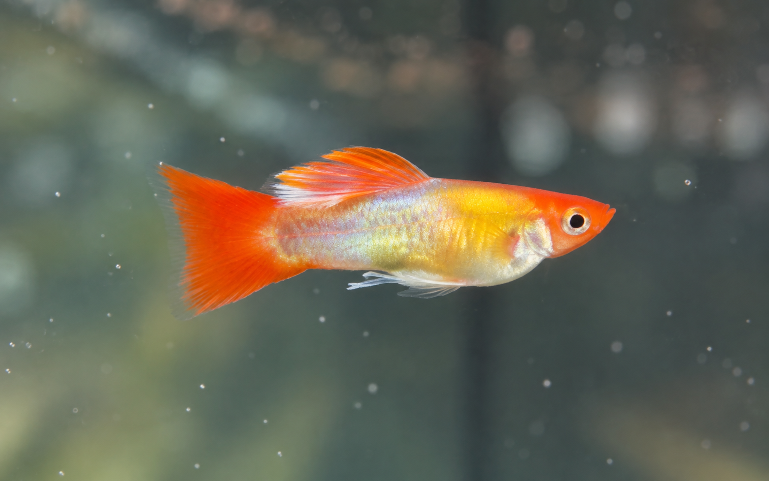 Santa Koi Short Body Ribbon Fin ตัวผู้