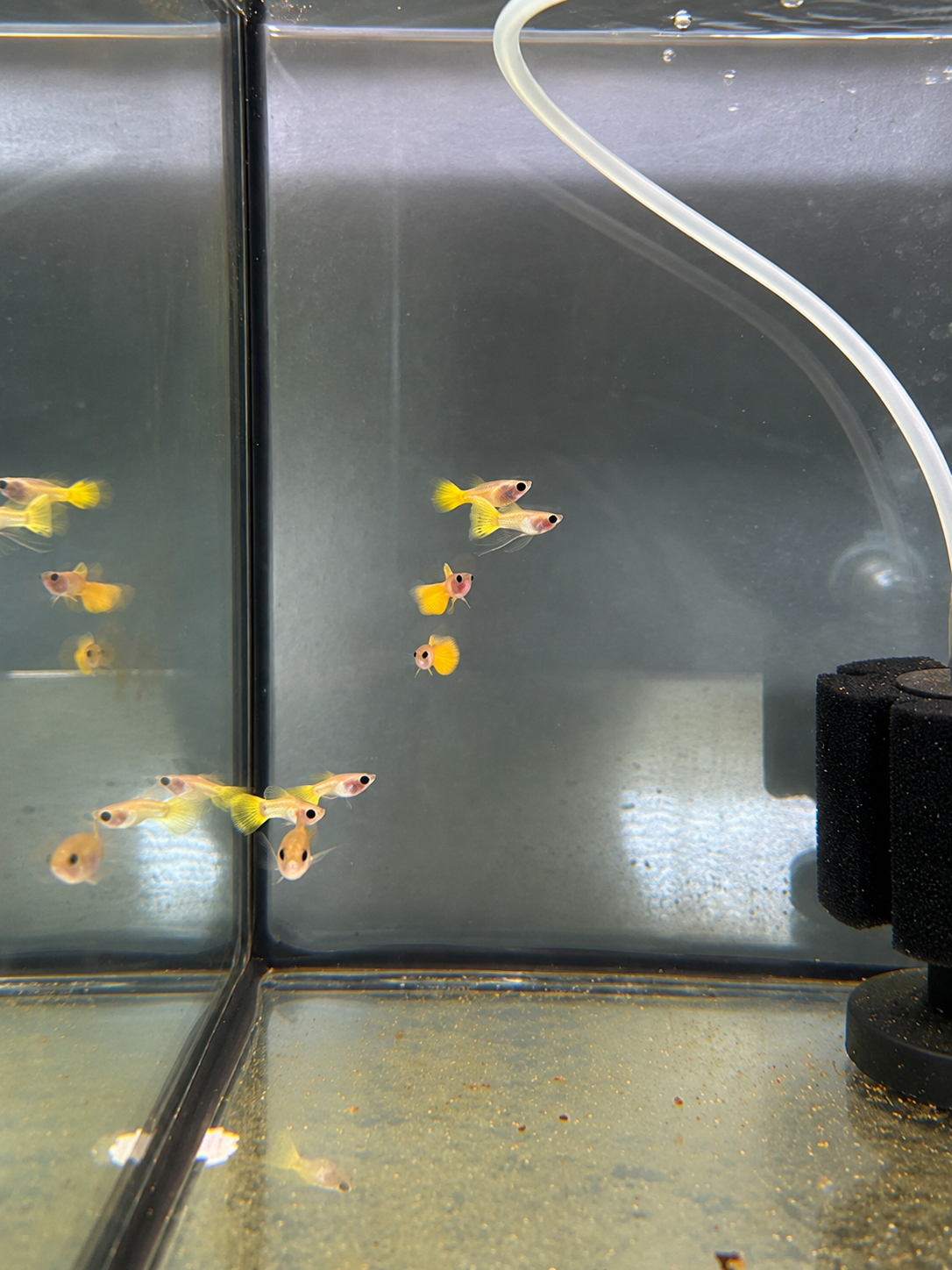 Yellow glass belly ribbon fin