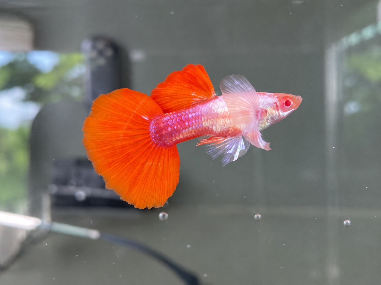 Albino Platinum Red Tail Big Ear(Premium)