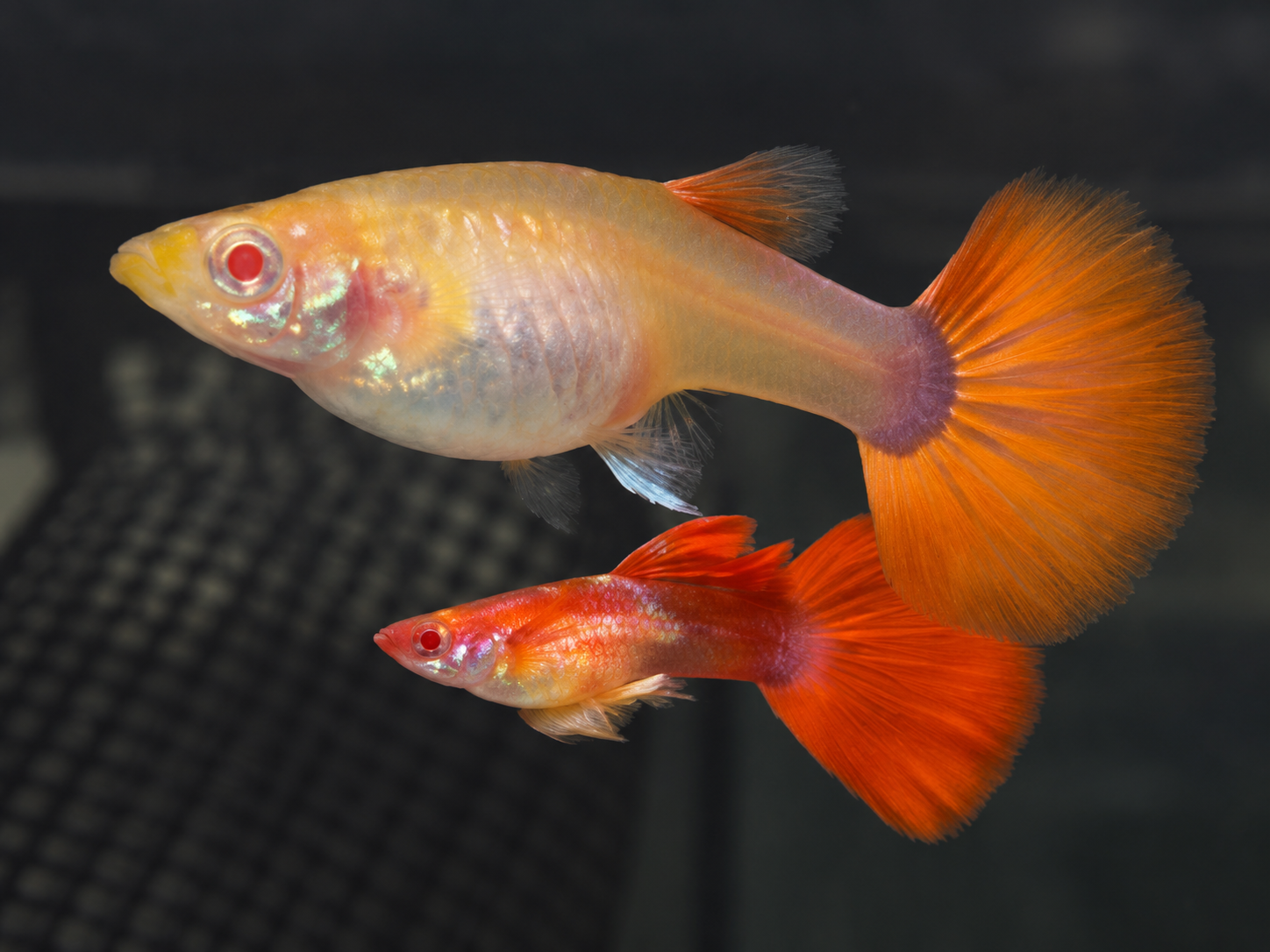 Albino taxido red