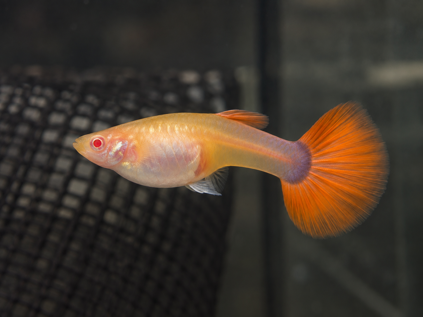 Albino taxido red ตัวเมีย