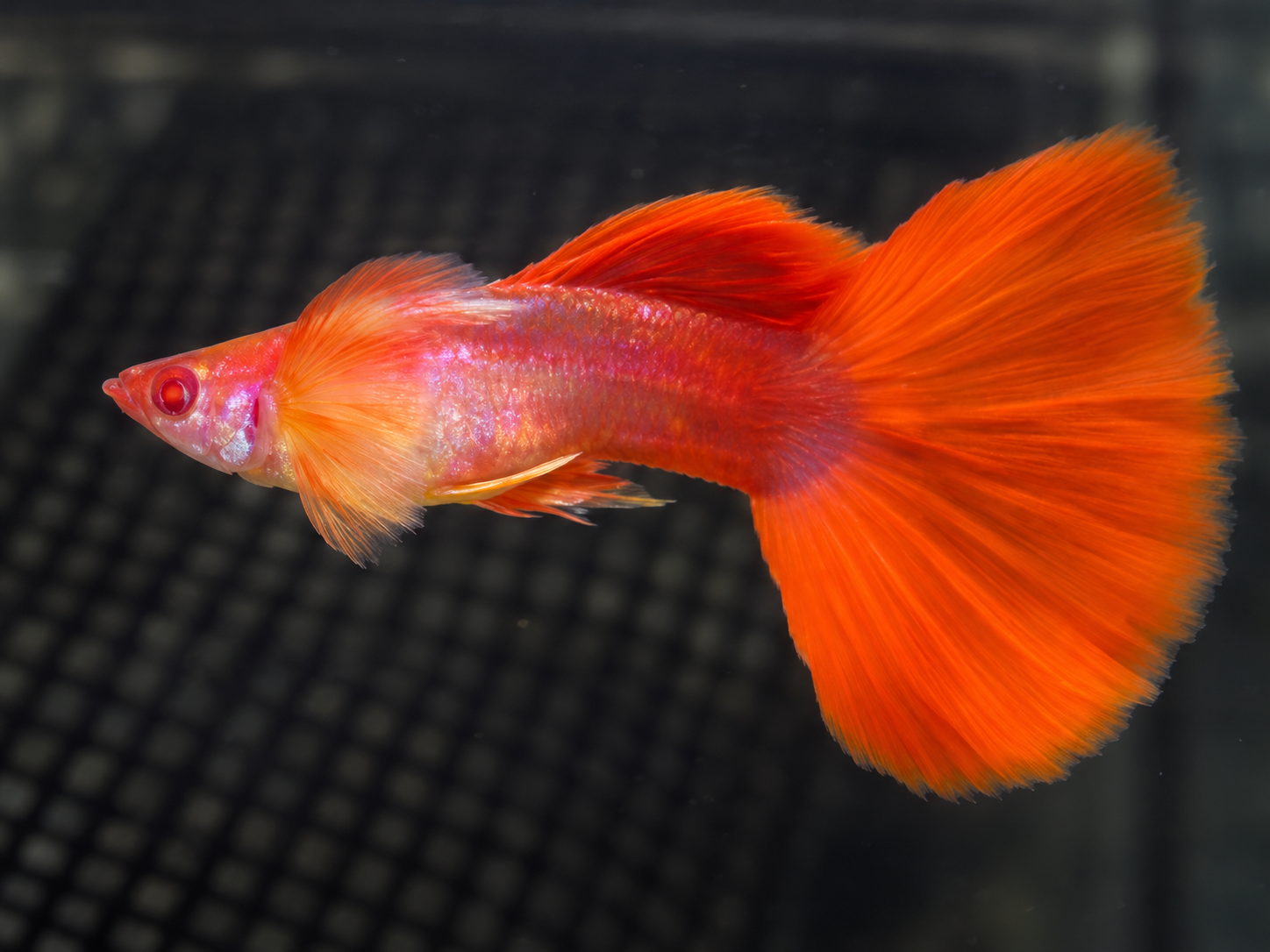 Albino taxido red ตัวผู้