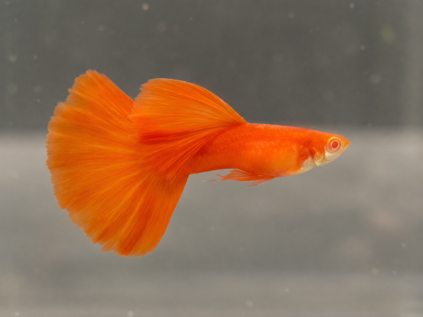 Albino Full Red Big Dorsal(Premium) ตัวผู้
