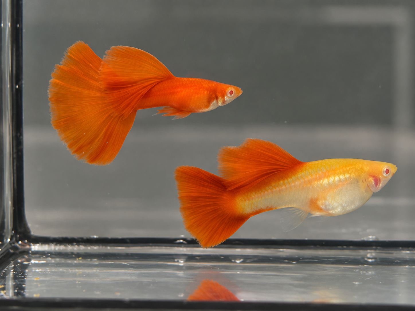 Albino Full Red Big Dorsal(Premium)