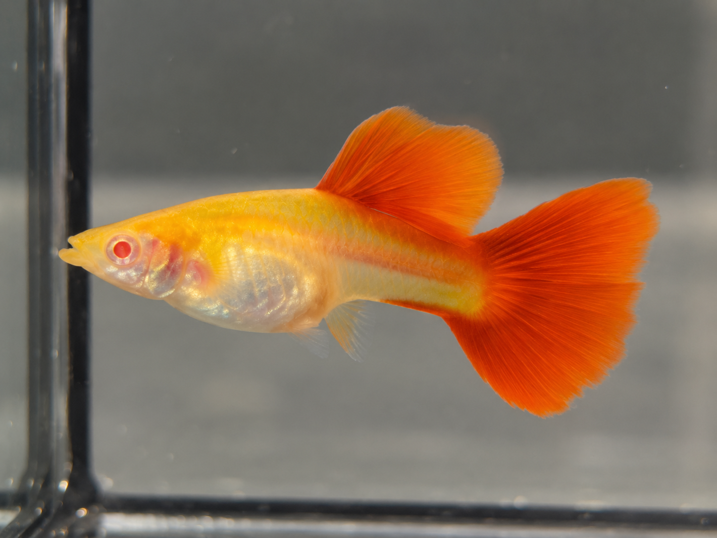 Albino Full Red Big Dorsal(Premium) ตัวเมีย