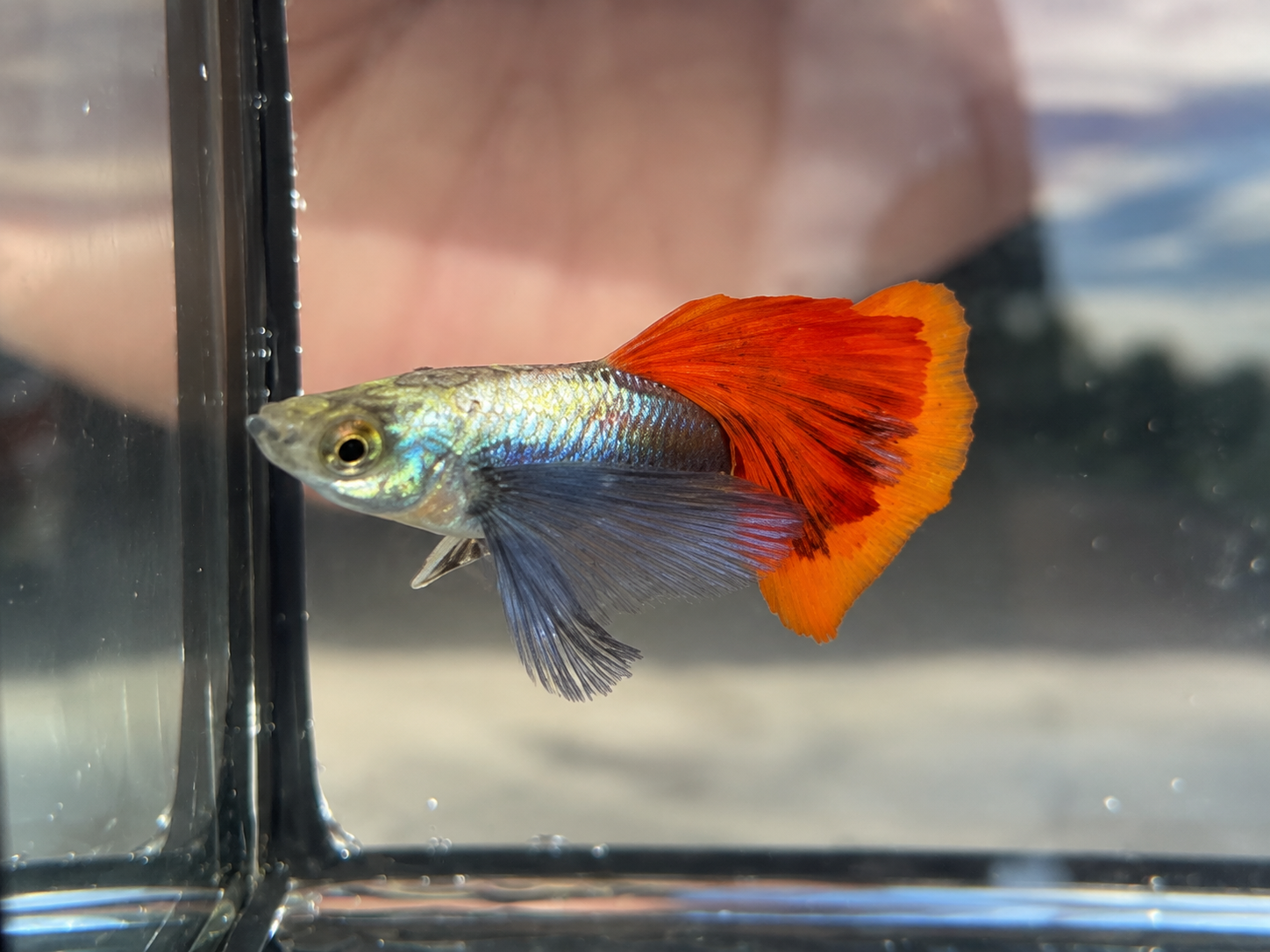 Jumbo Red Tail Big Body